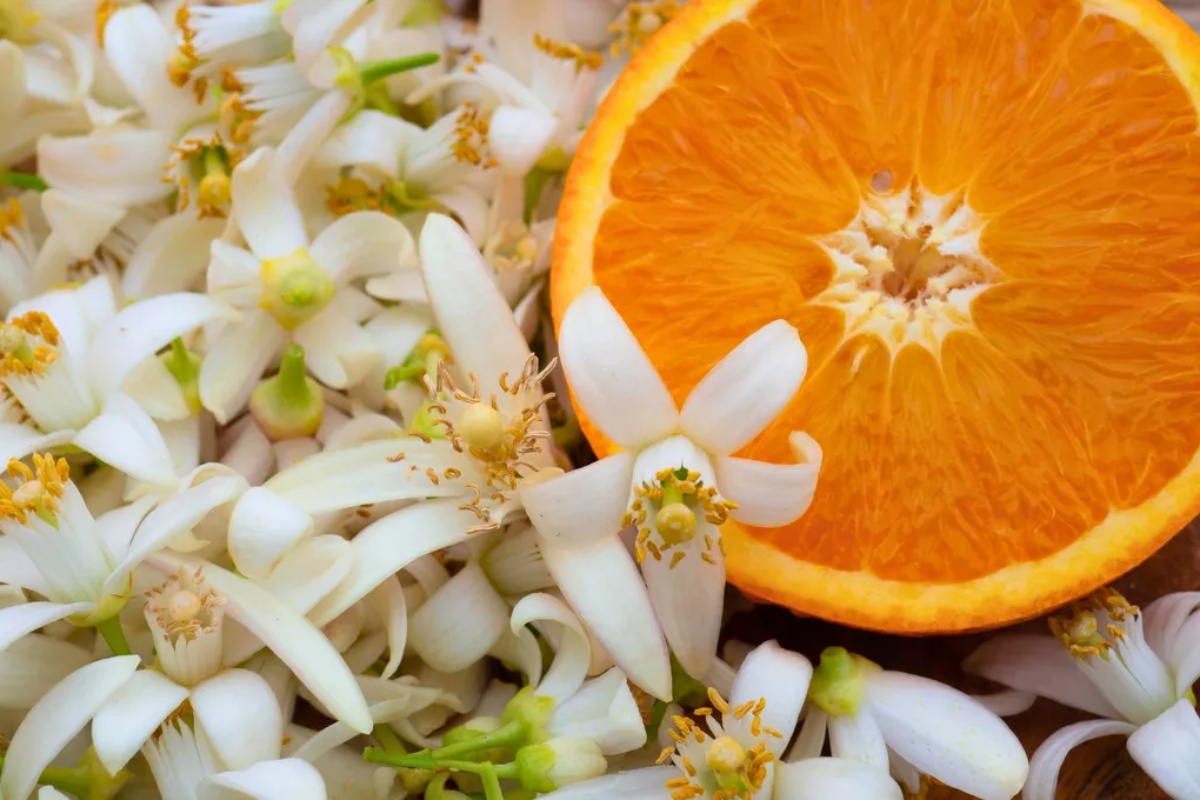 Drvo narandže: rast ovog cveta ukazuje na to da će vaše drvo dati plod, šta to znači i zašto je dobro – image 1