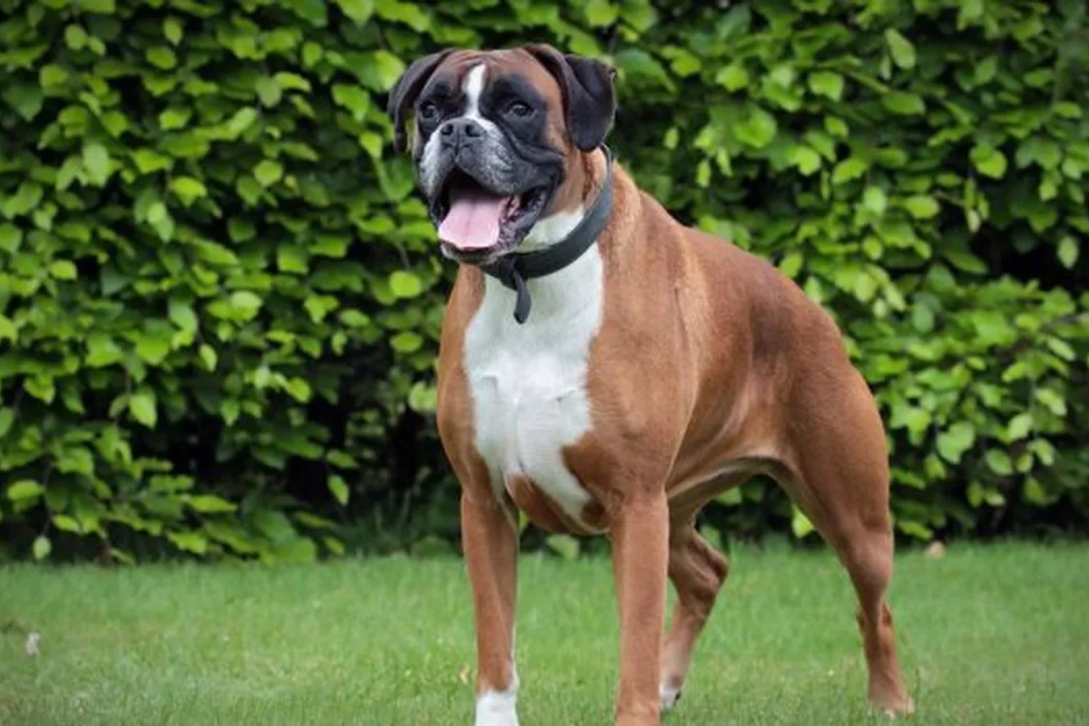 Ni francuski buldog, ni mops: porodična rasa psa koja može imati respiratorne probleme – image 1