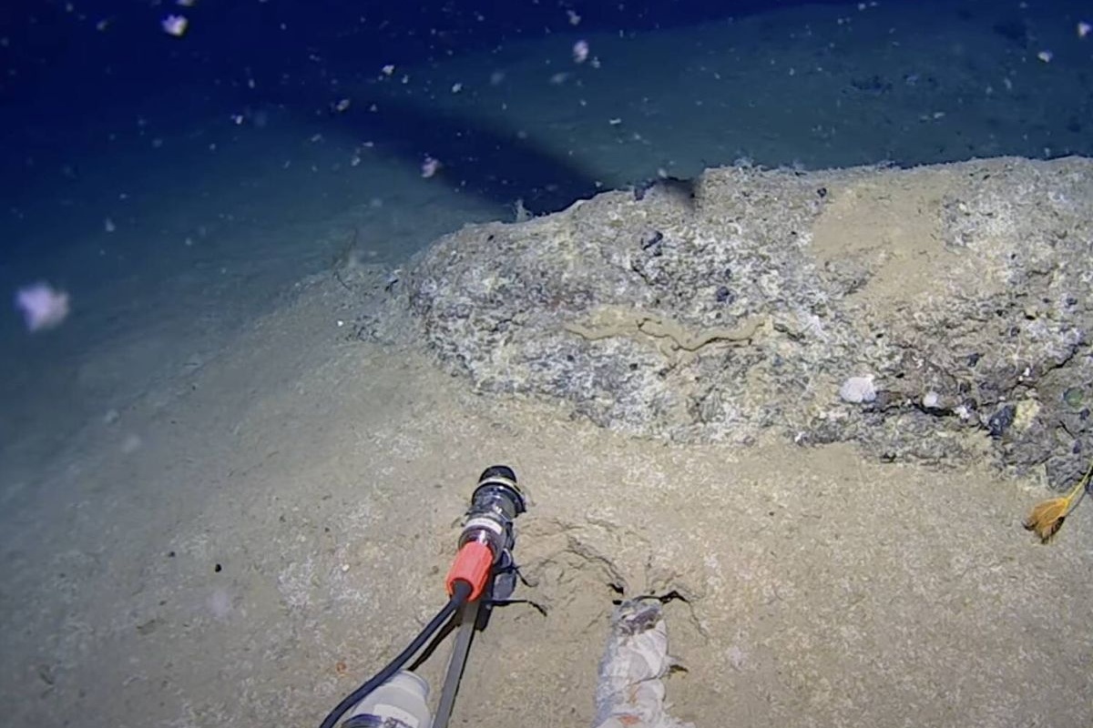 Snimili su dubine Antarktika i pronašli predatora koji ne bi trebalo da bude tamo – image 1