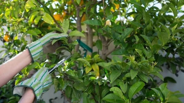 Kako i kada orezati limun da bi davao mnogo više plodova – image 1