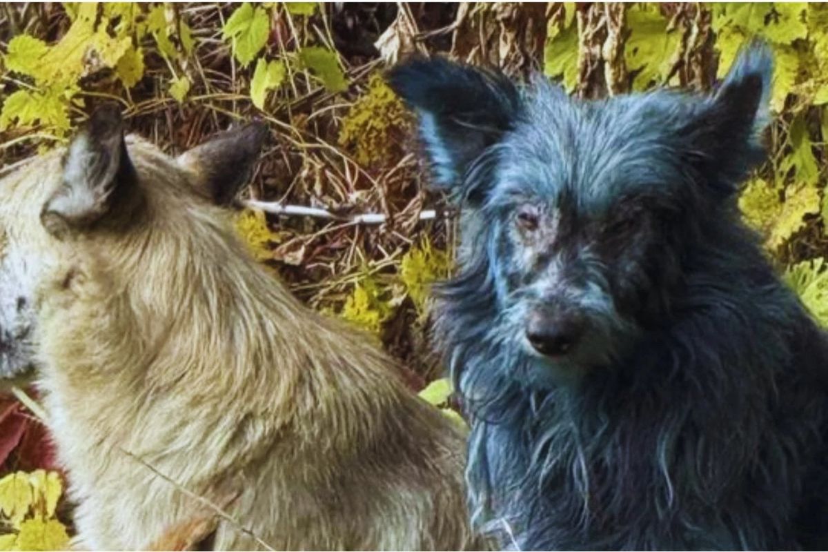 Od radijacije do evolucije. Šokantna istina o psima iz Černobilja koji više nisu genetski obični psi – image 1