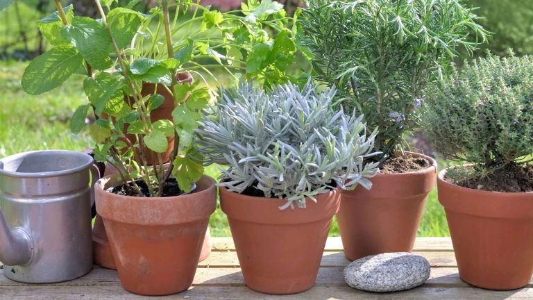 Vaše biljke traže pomoć nakon zime: vodič stručnjaka za oživljavanje vaše bašte u proleće – image 1