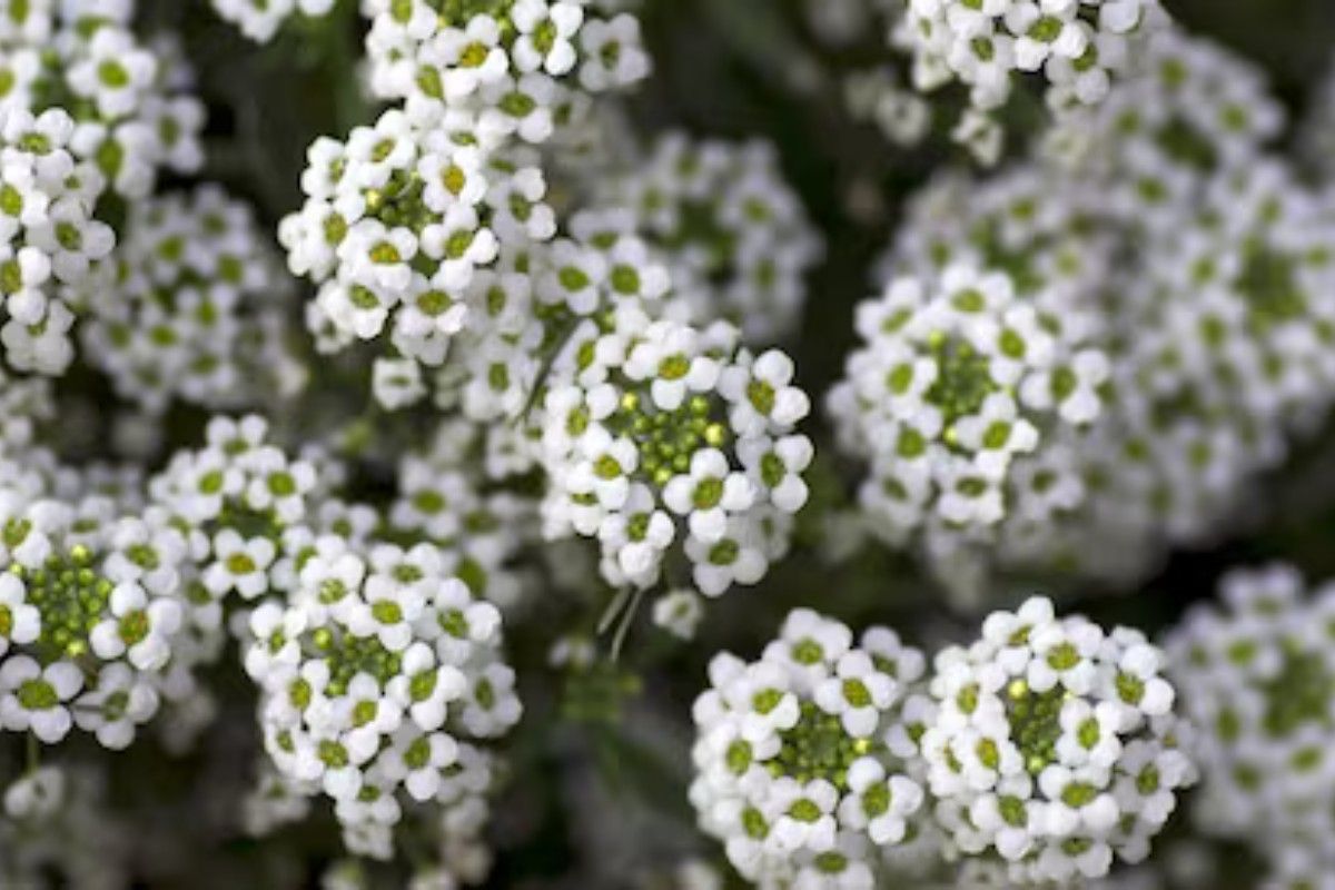 Zima je takođe vreme za miris cveća – image 1