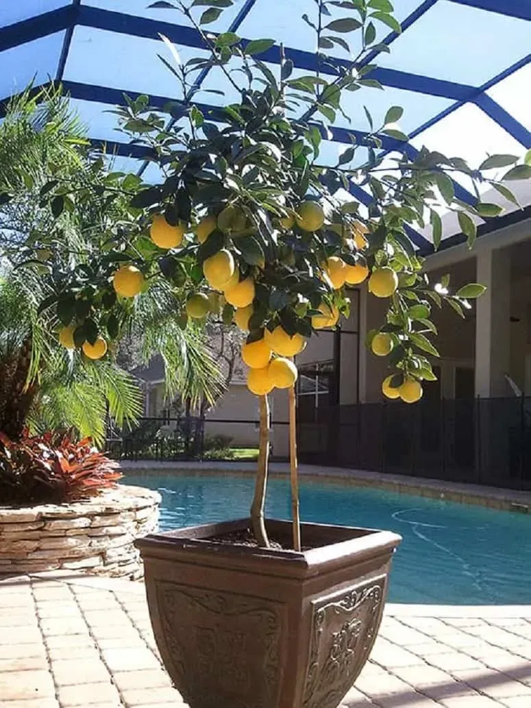 Gde postaviti limun u saksiji kako bi rastao jače i zdravije – image 1