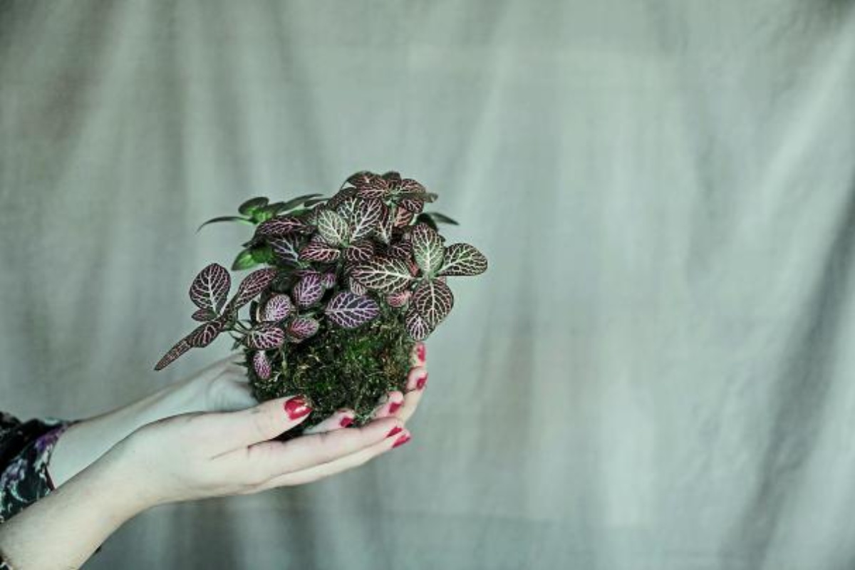 Ni saksija ni bonsaj: ovo je kokedama, drevna japanska tehnika kugli od mahovine koja je ponovo u modi u domovima – image 1