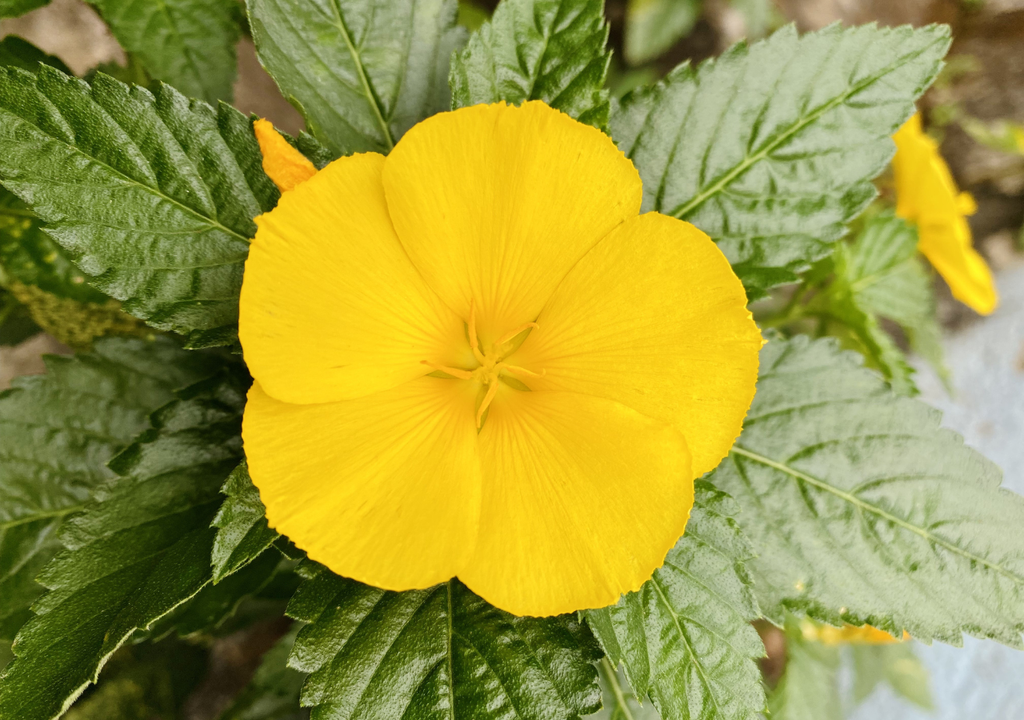 Uzgajanje damijane je lako: aromatična biljka za prirodne čajeve koju možete imati na svojoj terasi – image 1