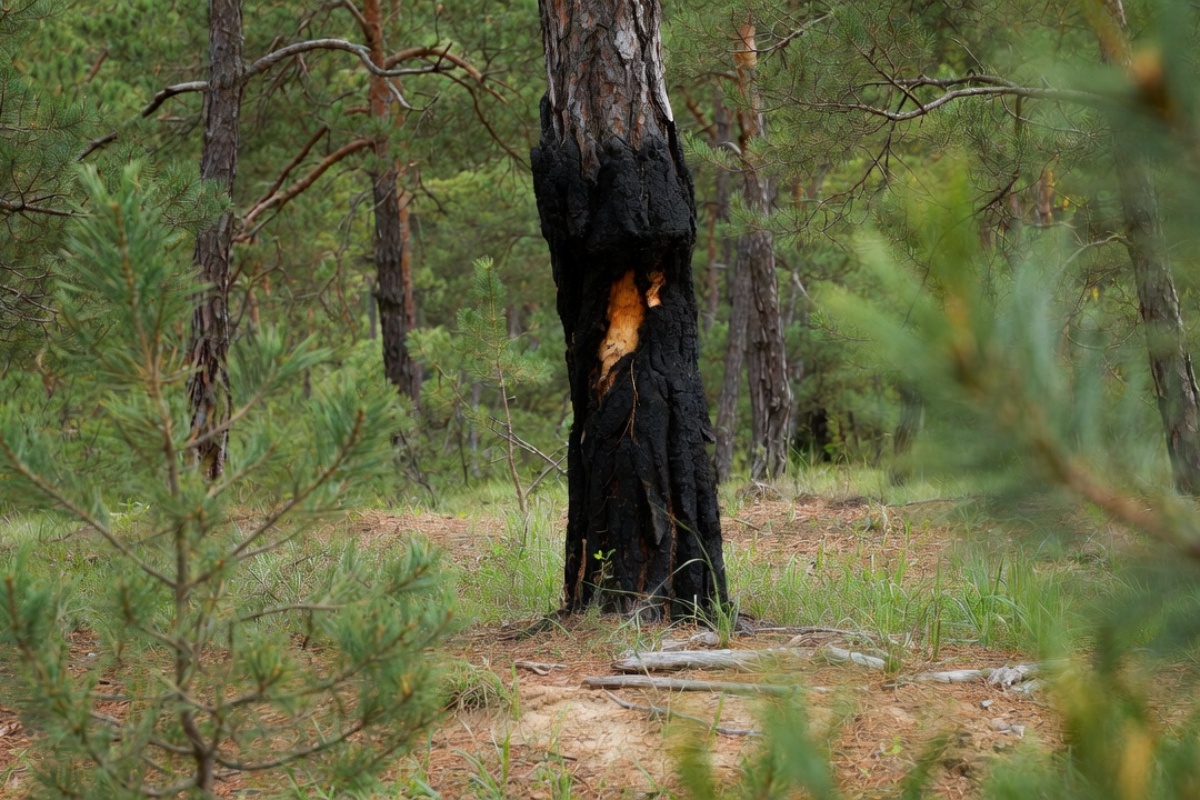 Studija potvrđuje da vađenje smole kratkoročno ne usporava rast borova – image 1
