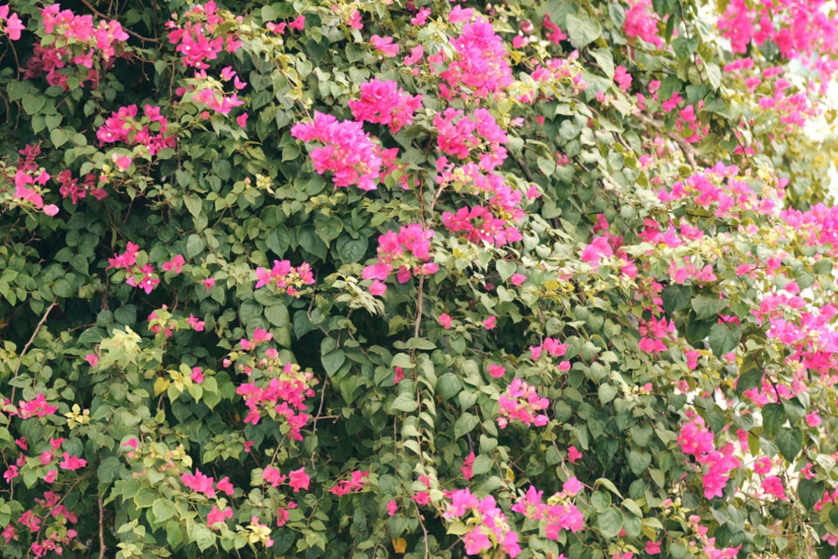 Puzavica koja raste sama i skoro da joj nije potrebno održavanje – image 1