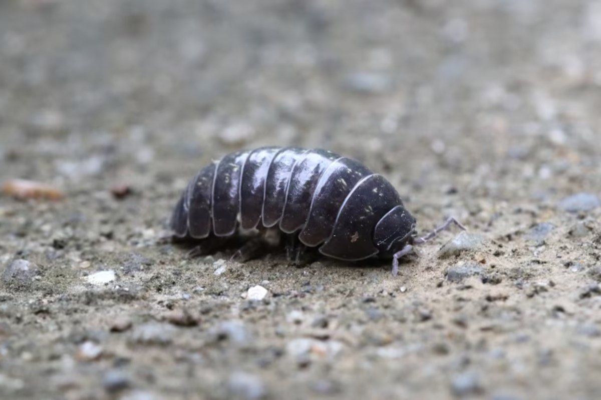 Zakopavanje kora limuna u leje: čemu služi i kako pomaže biljkama – image 1