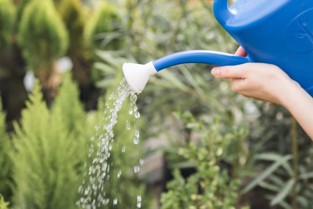 Zalivanje biljaka vodom od krompira: čemu služi i na šta treba obratiti pažnju prilikom kuvanja – image 1