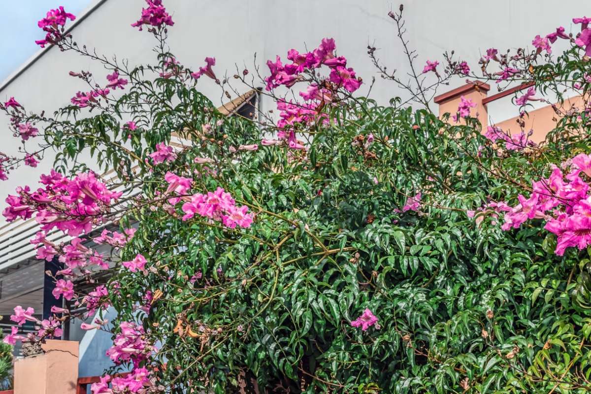 Puzavica koja cveta celo leto i privlači leptire: zašto je jedna od najomiljenijih – image 1