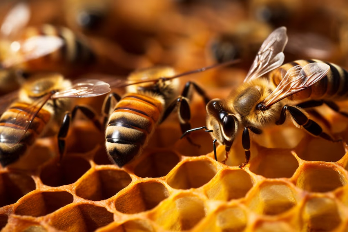 Upozorenje: Supstanca se akumulira u pčelinjem medu i može ugroziti njihov opstanak – image 1