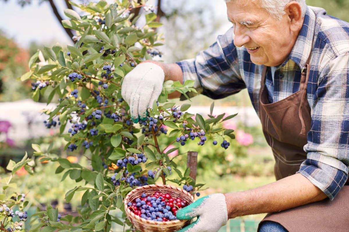 Voće koje treba zamrznuti kako bi se poboljšala njegova hranljiva vrednost – image 1