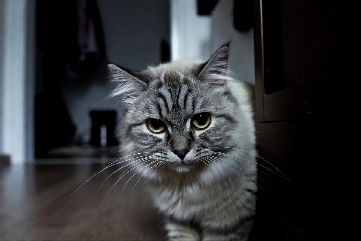 Ostavili su mačku samu kod kuće: kako je noćno odsustvo vlasnika zamalo postalo fatalno – image 2