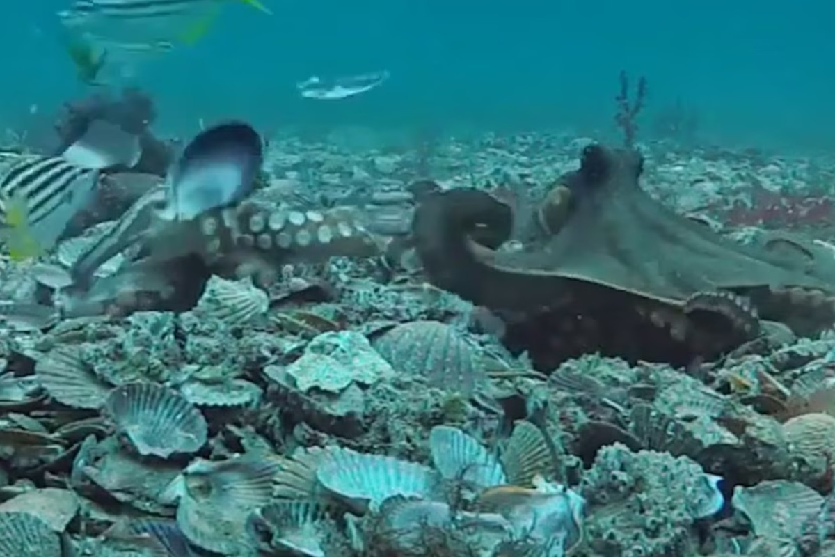 Ženke hobotnica gađaju predmetima mužjake koji ih „uznemiravaju“: iznenađujući video snimak – image 2