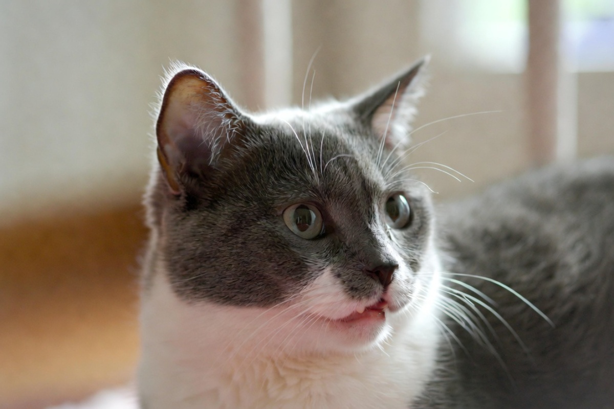 Da li mačke treba da izlaze napolje – veterinarka iznenadila priznanjem – image 2