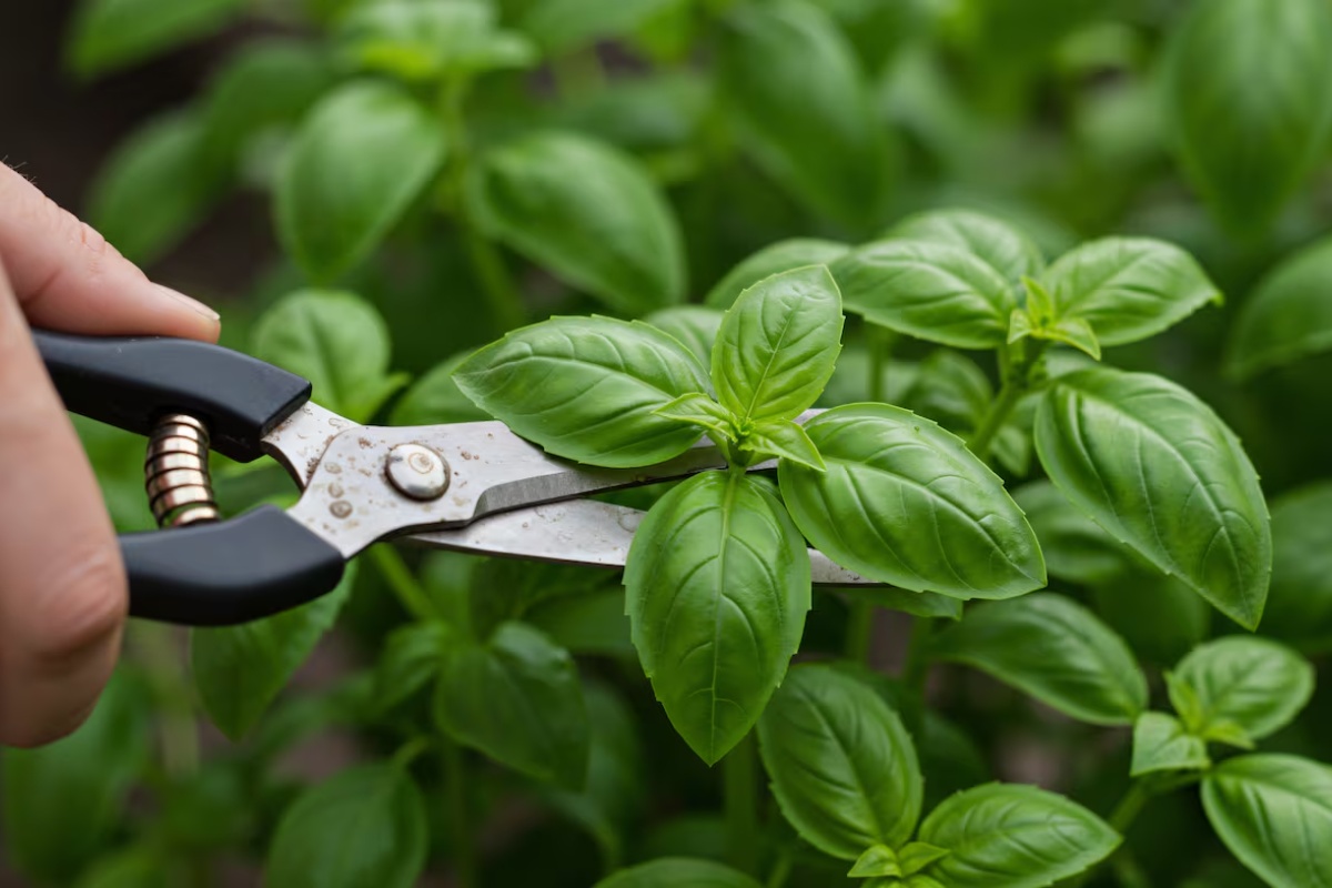 Kako da bosiljak raste bujnije uz jedan domaći trik – image 2