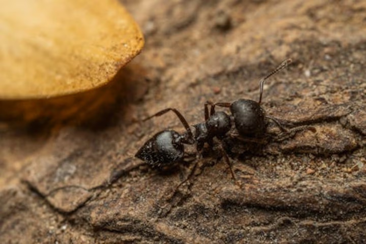 Lepljenje lepljive trake na stablo limuna: čemu služi ovaj trik koji preporučuju baštovani – image 2