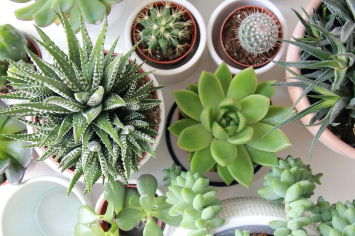 Zabodite komad svekrvinog jezika u zemlju sukulenta: čemu služi i koje su prednosti – image 2