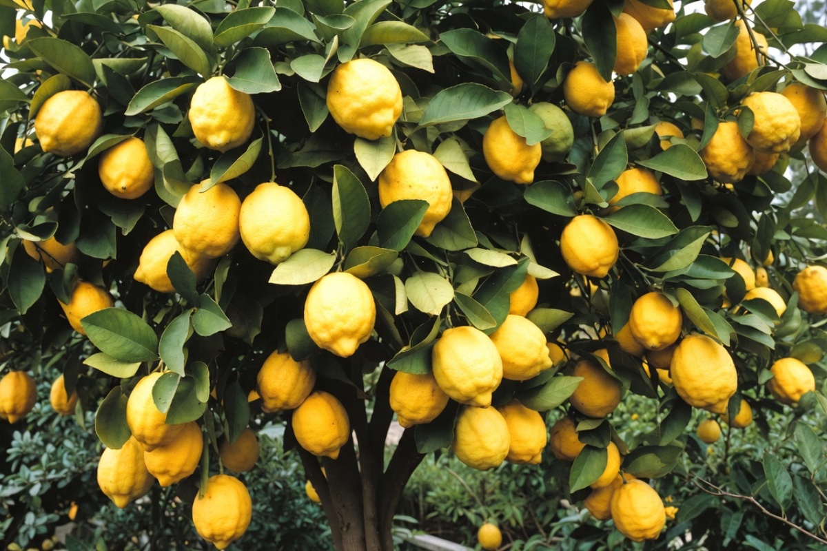 Kako da drvo limuna bude prepuno plodova uz pomoć jednostavnog domaćeg trika – image 2