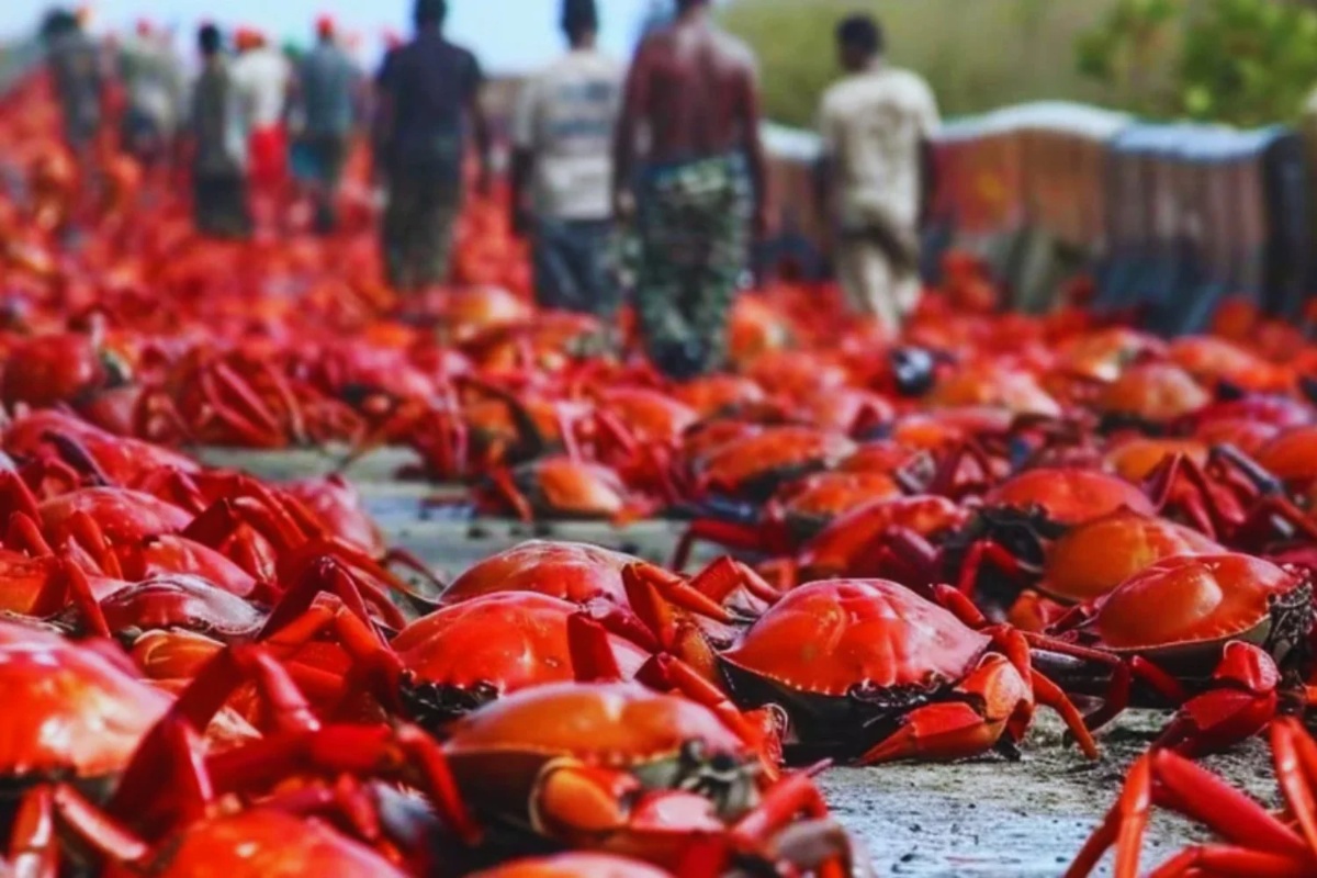 Na Božićnom ostrvu živi 1.500 ljudi i 120 miliona rakova. Za Google, to je idealno mesto za postavljanje podmorskog kabla – image 2