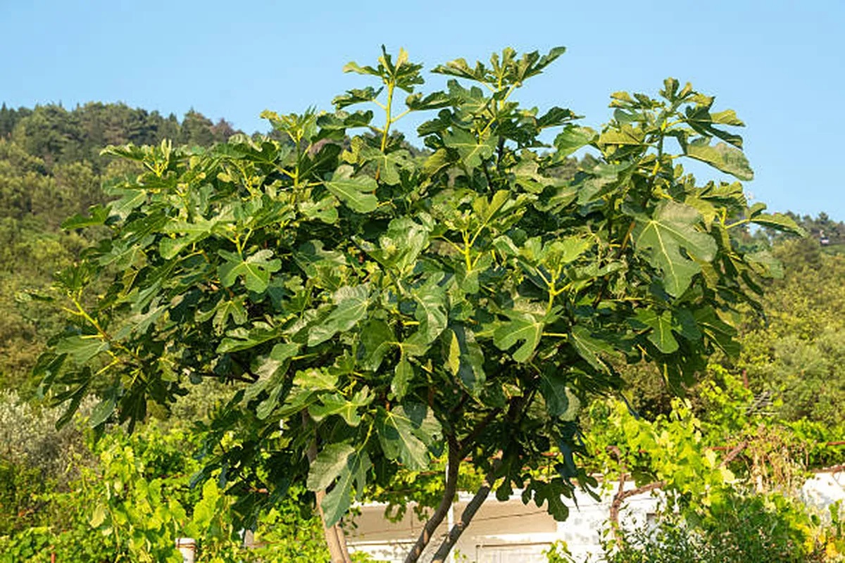 Koje su prednosti ispijanja infuzije od listova smokve na prazan stomak – image 2