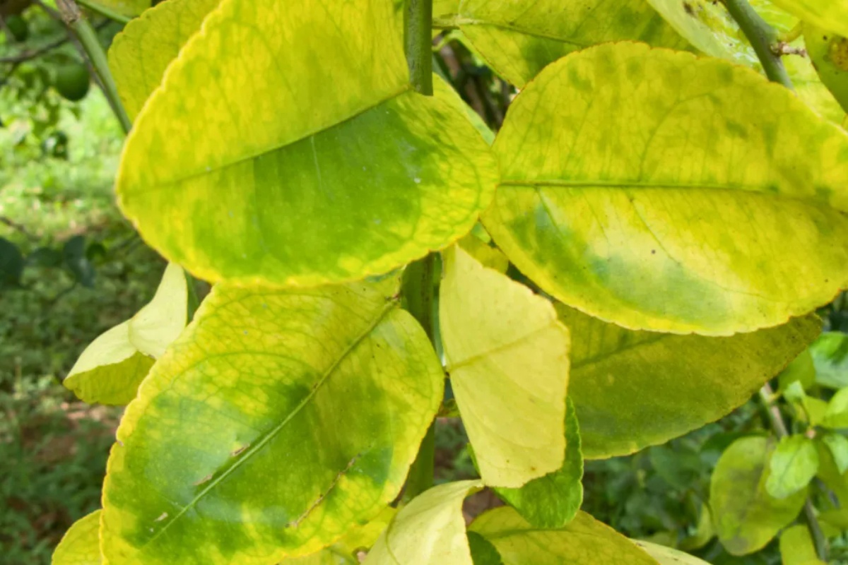 Domaći trik za oporavak drveta pomorandže sa žutim listovima – image 2