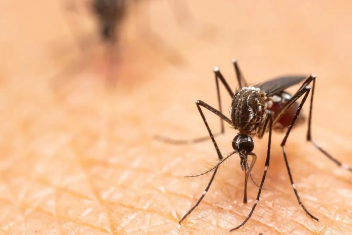 Mešanje kora limuna sa karanfilićem: zašto se preporučuje i čemu služi – image 2