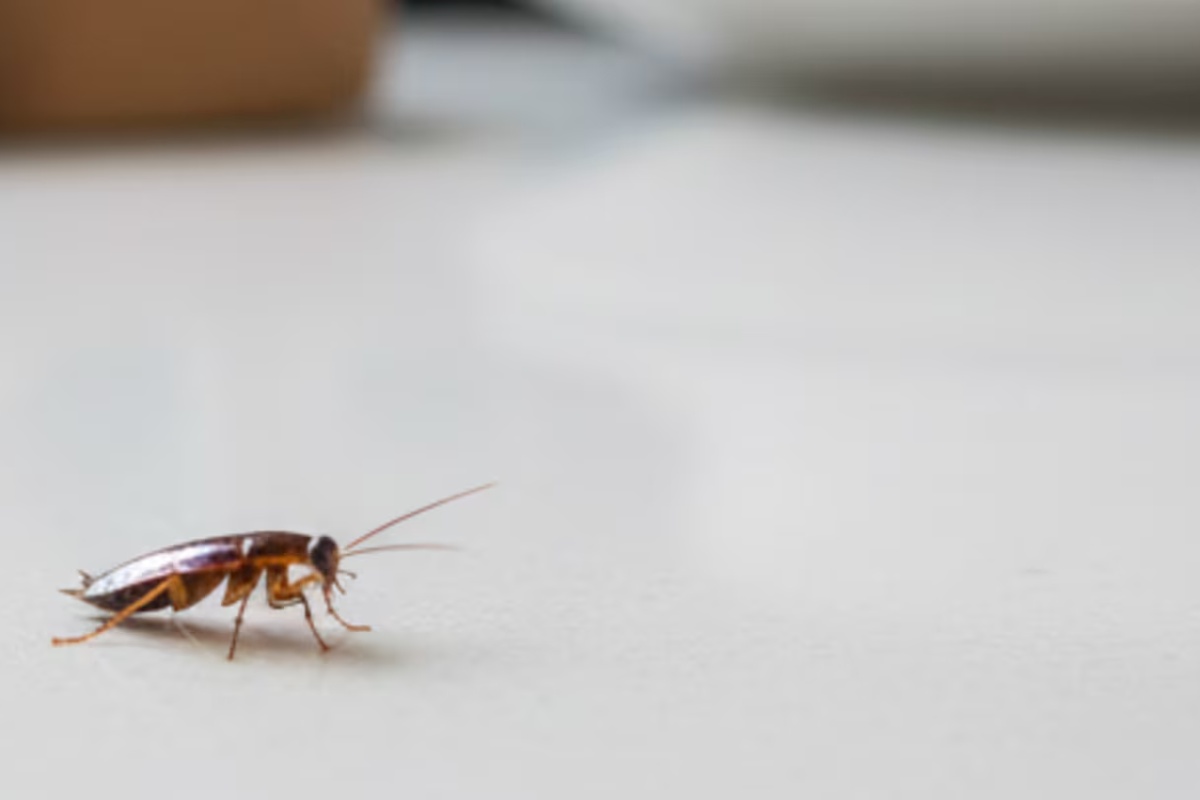 Mešanje sode bikarbone sa talkom: čemu služi i zašto se preporučuje za eliminisanje štetočina iz kuće – image 2