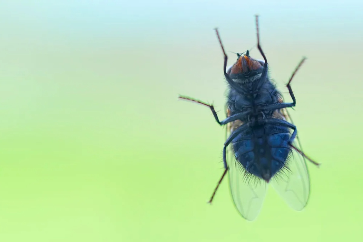 Ako vidite muve na zidovima ili prozorima svoje kuće, otkrivamo vam šta to znači i zašto je dobro – image 2