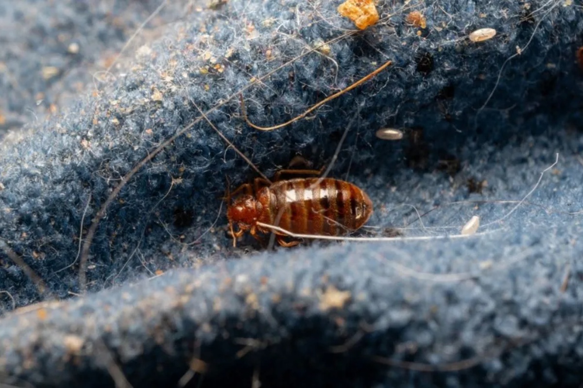 Kako ukloniti stenice sa dušeka pomoću domaćeg trika od samo jednog sastojka – image 2
