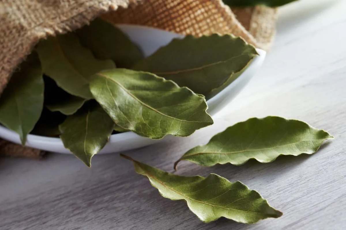 Stavljanje lovorovog lista u mikrotalasnu: zašto se preporučuje i koje su prednosti – image 2