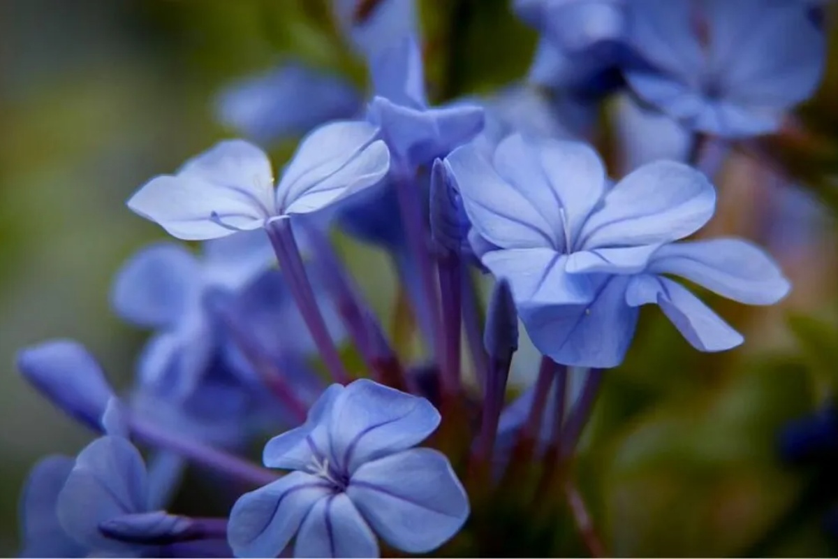 Kako razmnožiti plavi jasmin: Vaša bašta će imati cveće skoro cele godine – image 2