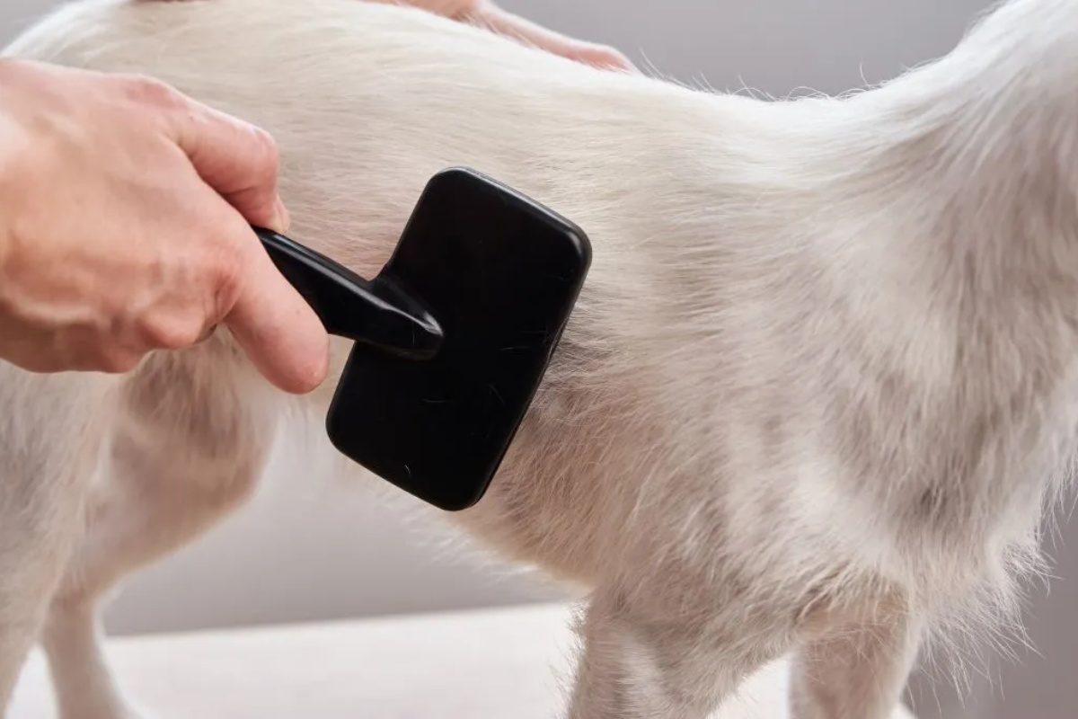 Recite zbogom psećim dlakama po celoj kući: Trikovi za čišćenje koji zaista rade – image 2