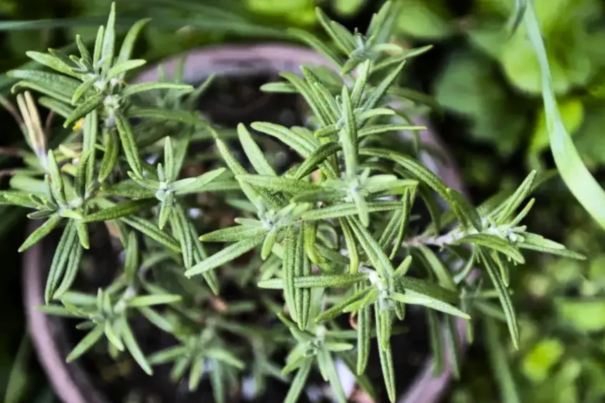 Bez farbi i hemikalija: kako koristiti ruzmarin za prikrivanje prvih sedih vlasi – image 2