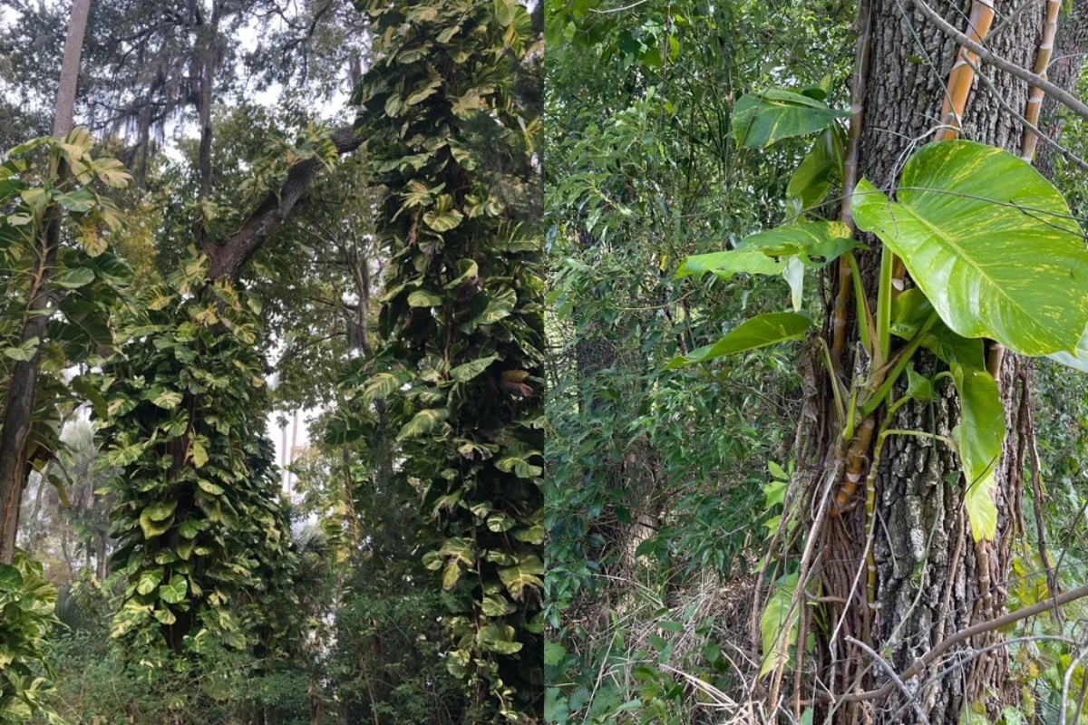 Šta se dešava sa mojim potosom? Objašnjavam zašto vaša biljka ima crne listove – image 2