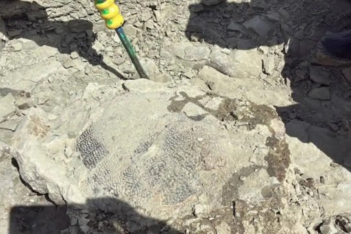 Jedanaestogodišnji dečak otkrio kornjaču staru 48 miliona godina: netaknuti fosil iz ere eocena u Vajomingu – image 2