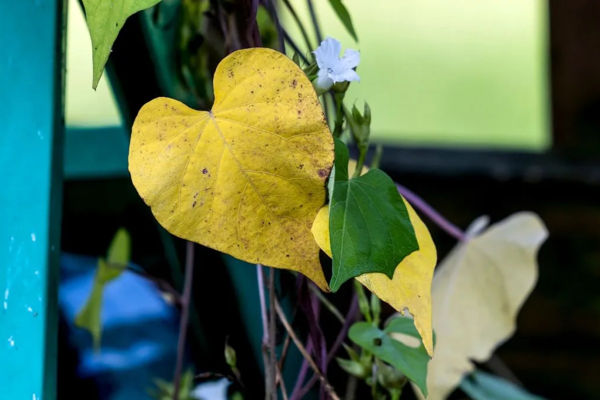 Drvo limuna: sastojak kojim možete ukloniti žute listove za nekoliko dana – image 2
