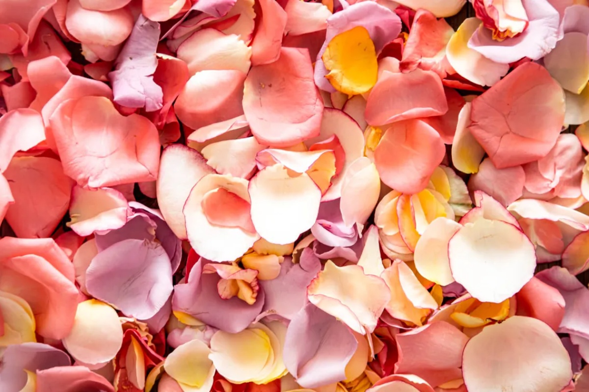 Stavljanje latica ruža u veš mašinu: zašto se to preporučuje i čemu služi – image 2