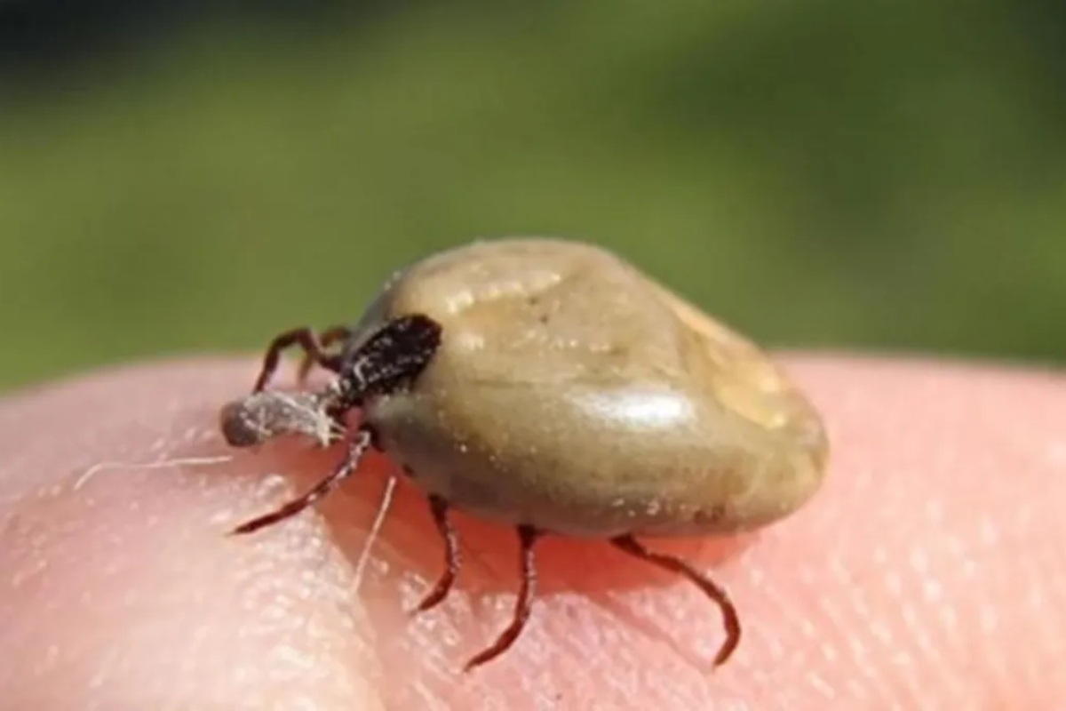 Kako koristiti nanu za zaštitu vašeg psa od krpelja: Efikasan domaći repelent – image 2