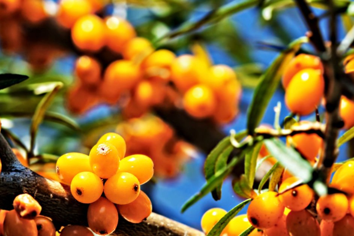 Moćna zaštita jetre i bubrega. Potcenjeno srpsko blago – image 2