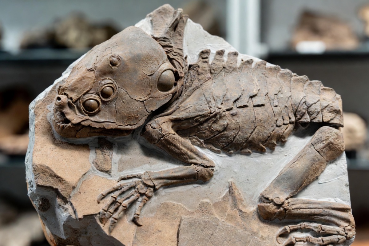 Fosil star 518 miliona godina otkriva da je daleki ljudski rođak imao četiri oka – image 2