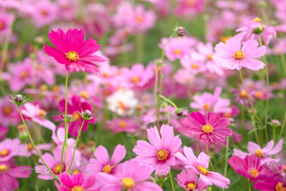 7 semena za početak u zatvorenom prostoru u februaru za prednost u proleće – image 2