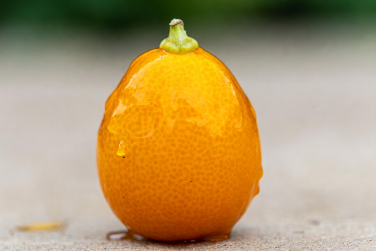 Kumkvat: kakvo je to voće, kako se jede, koliko je zdravo za organizam i da li se može jesti sa korom? – image 2