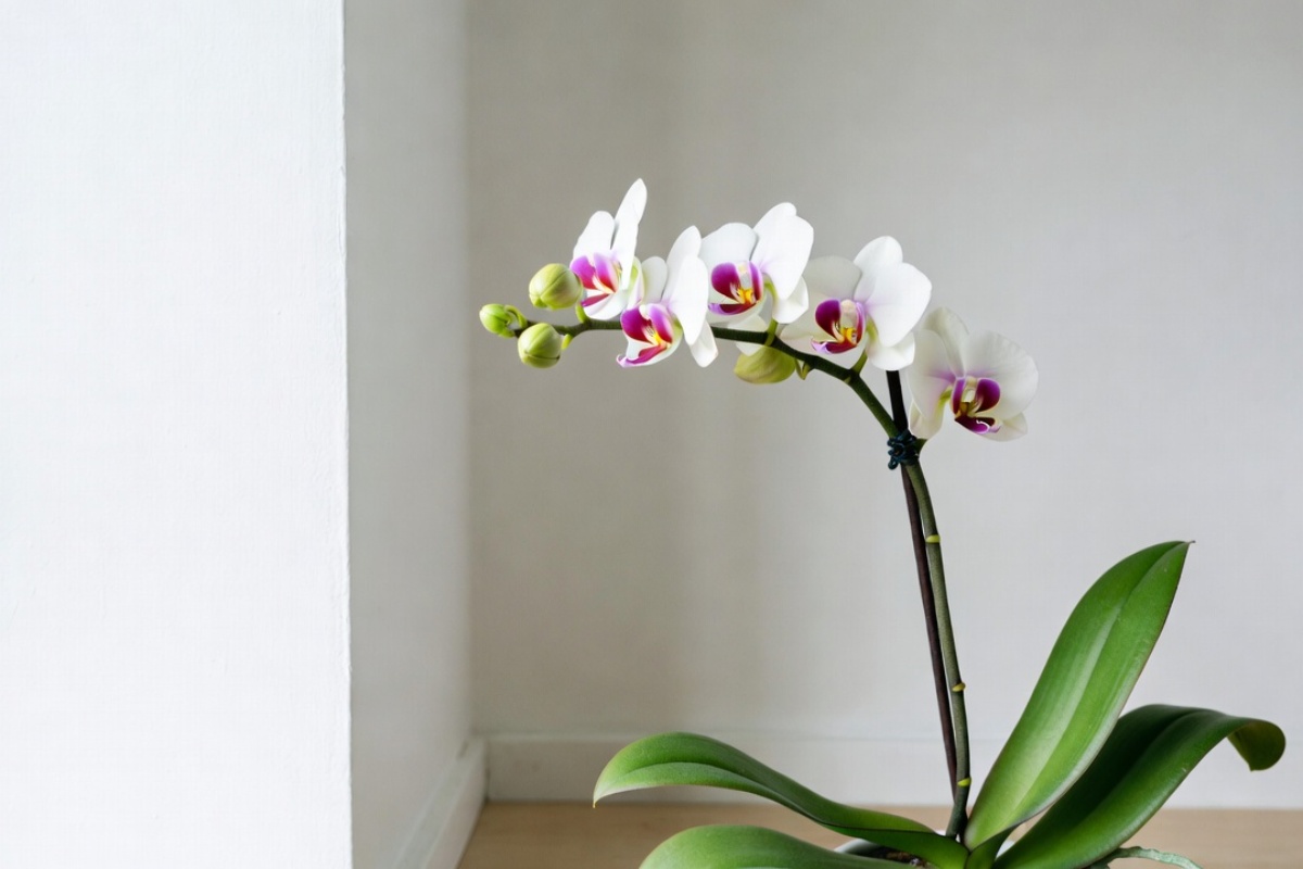 Kako održati orhideju u životu i podstaći je da ponovo cveta: Jednominutni masterklas – image 2