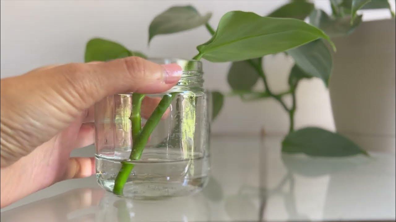 Marija Feraroto, profesorica nauka i specijalista za biljke: 'Da biste spasili orhideju bez korena, uradite sledeće' – image 2