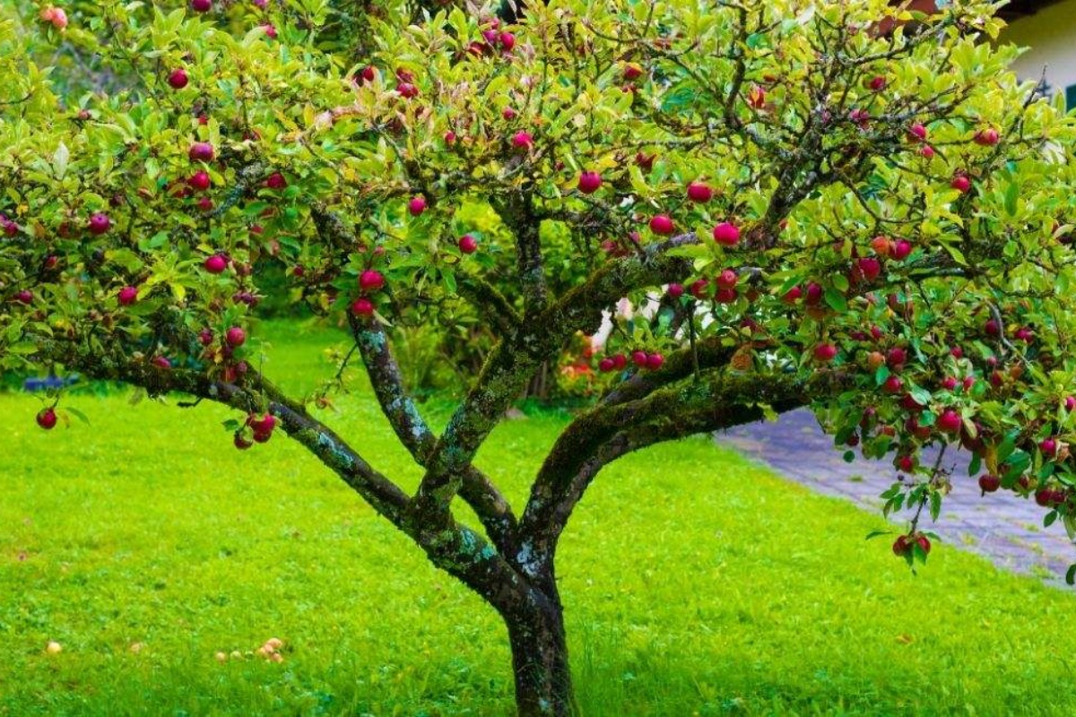 Savršeno drvo za dom: ne podiže tlo korenjem, daje plodove leti i podnosi sušu – image 2