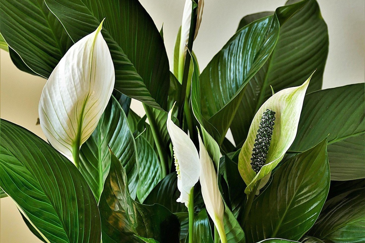 Sipam 1 čašu u žuti spatifilum. Nakon 3 nedelje izbacuje cvet za cvetom – image 2