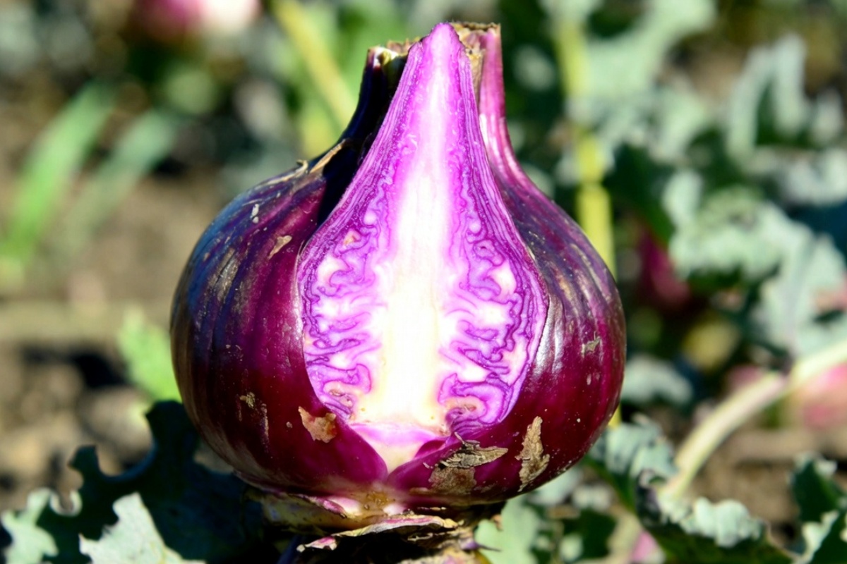 Naše bake su je obožavale. Danas je nazivaju 