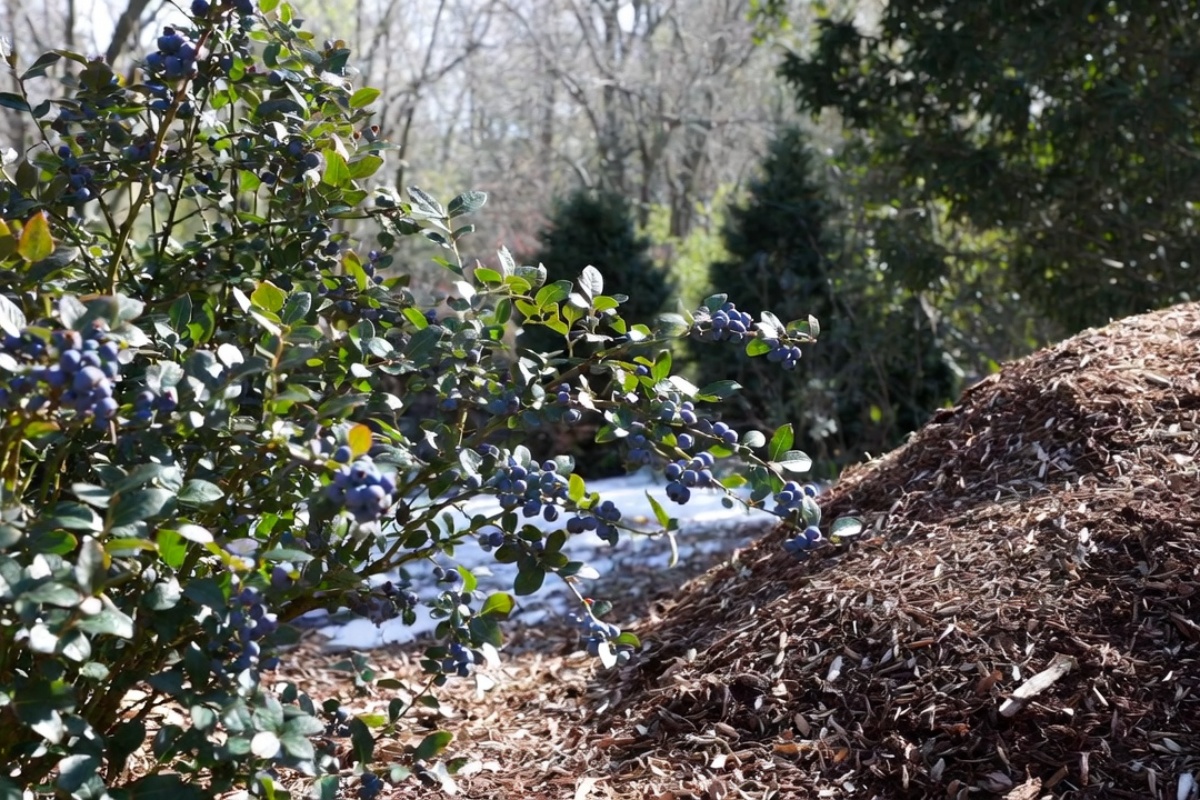 Čim se sneg otopi, zakopajte ovo oko američke borovnice. Tokom cele sezone će oslobađati hranljive materije, a borovnica će još više roditi: Indijanska metoda đubrenja – image 2